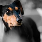 black dog
