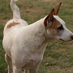 white dog