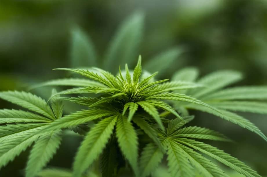 green hemp plants