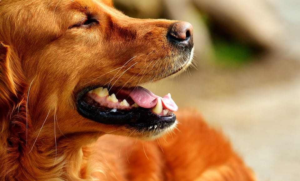 brown dog